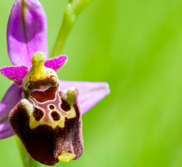 orchidee abeille